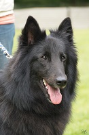 Angelina de Geracao nova