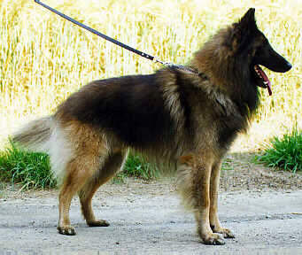 Quran v. de Hoge Laer