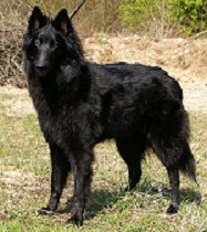 Enya v. Blick Sulitude