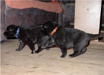 Gina & Welpen