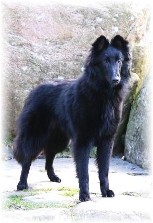 Jatoba Black Regina of Vanessa