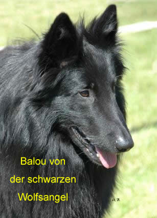 Balou v. der schwarzen Wolfsangel