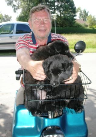 Jatoba black of Vanessa 6Wochen