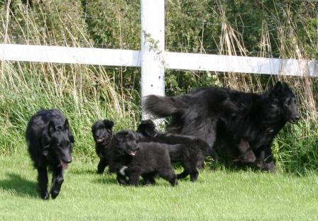 Vanessa,Bandit Babys