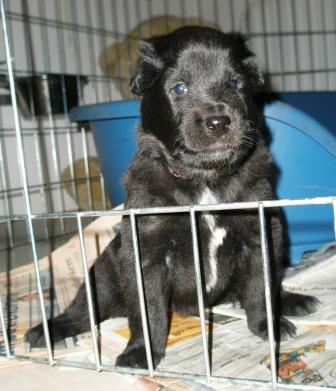 Jatoba black Rebecca of Vanessa